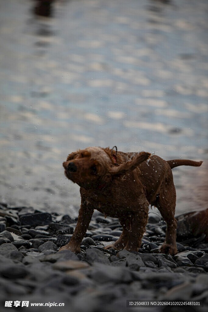 水边玩耍的 漉漉小狗