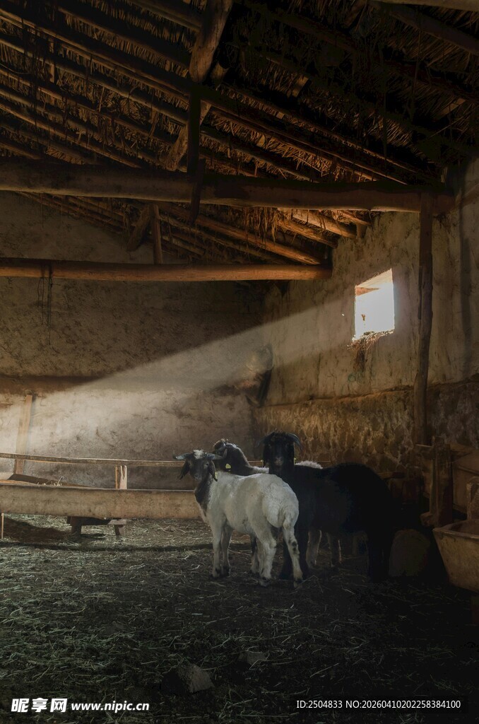 谷仓内的羊群与斑驳光影