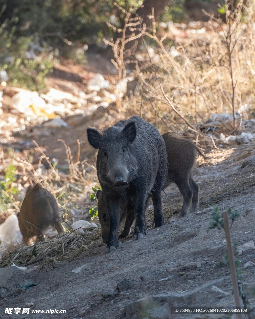 野外行走的几只野猪