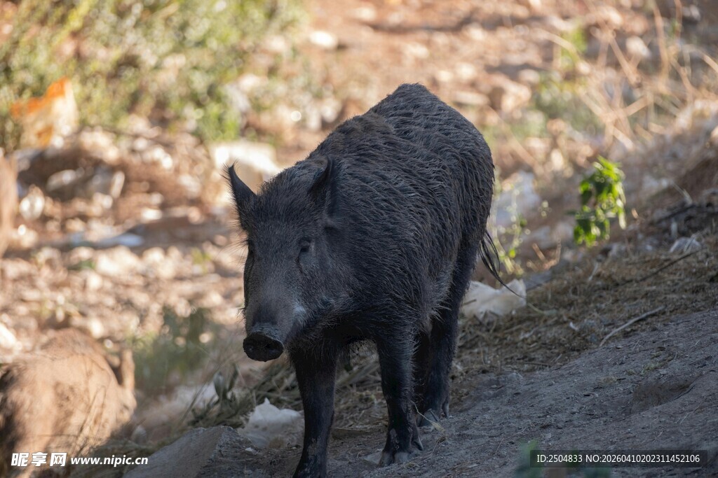野外独行的黑色野猪