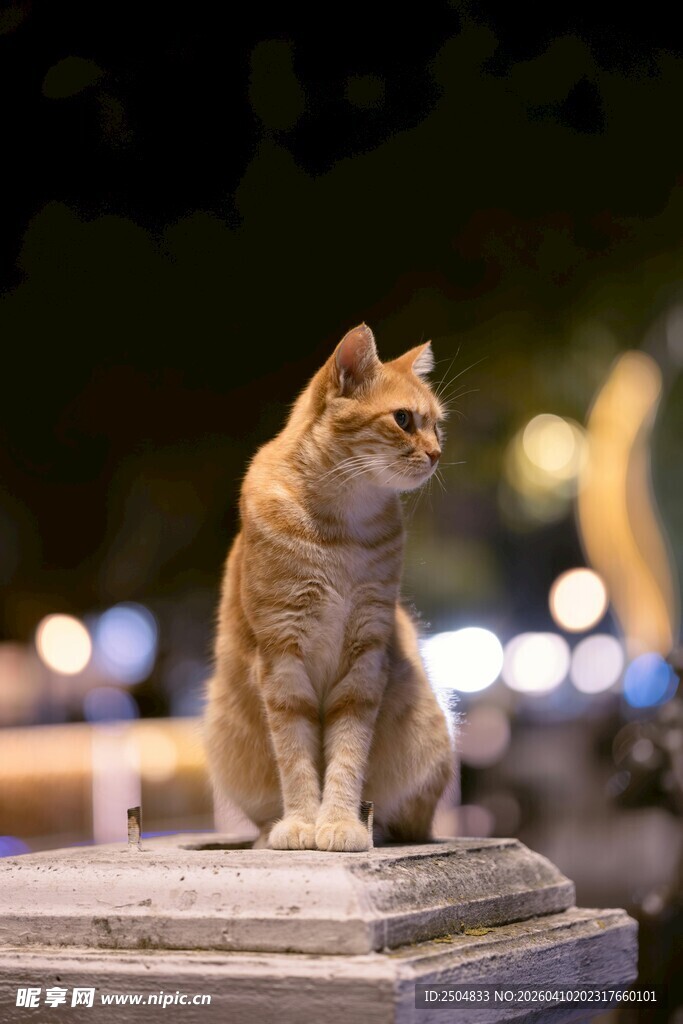 夜晚石台上的孤单猫咪