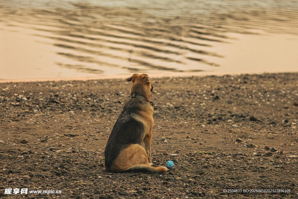 沙滩上独自守望的狗狗