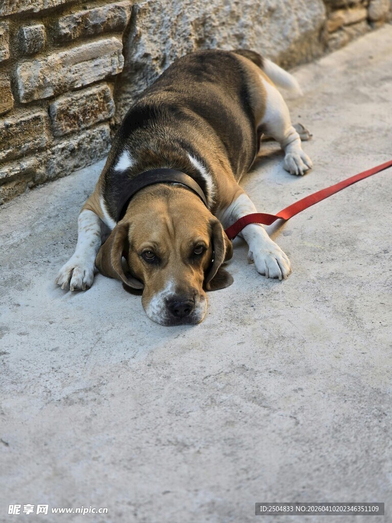 趴着休息的拴绳狗狗