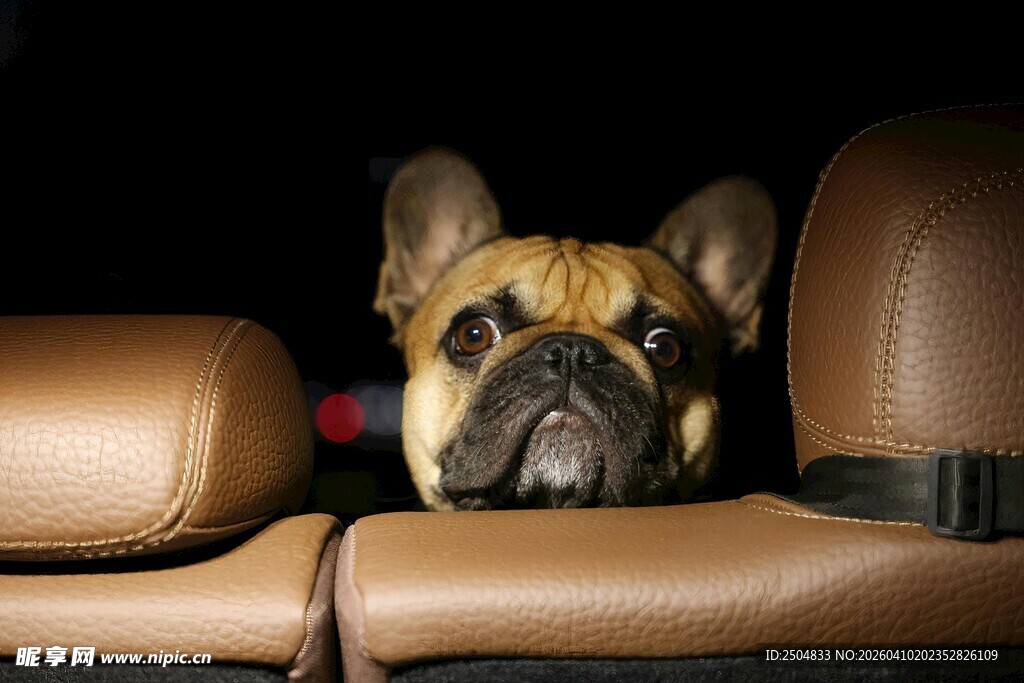 法斗慵懒趴于汽车座椅间