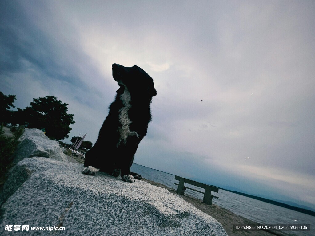 海边岩石上的孤独狗狗