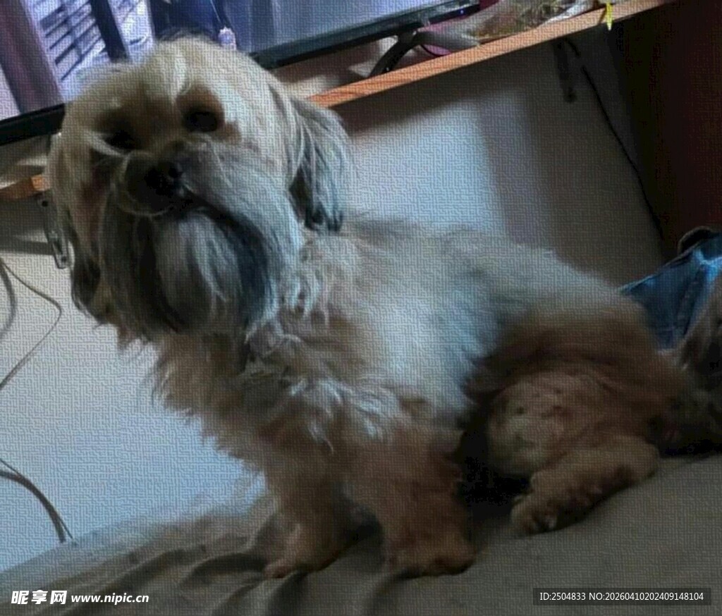 可爱长毛小狗安静坐着