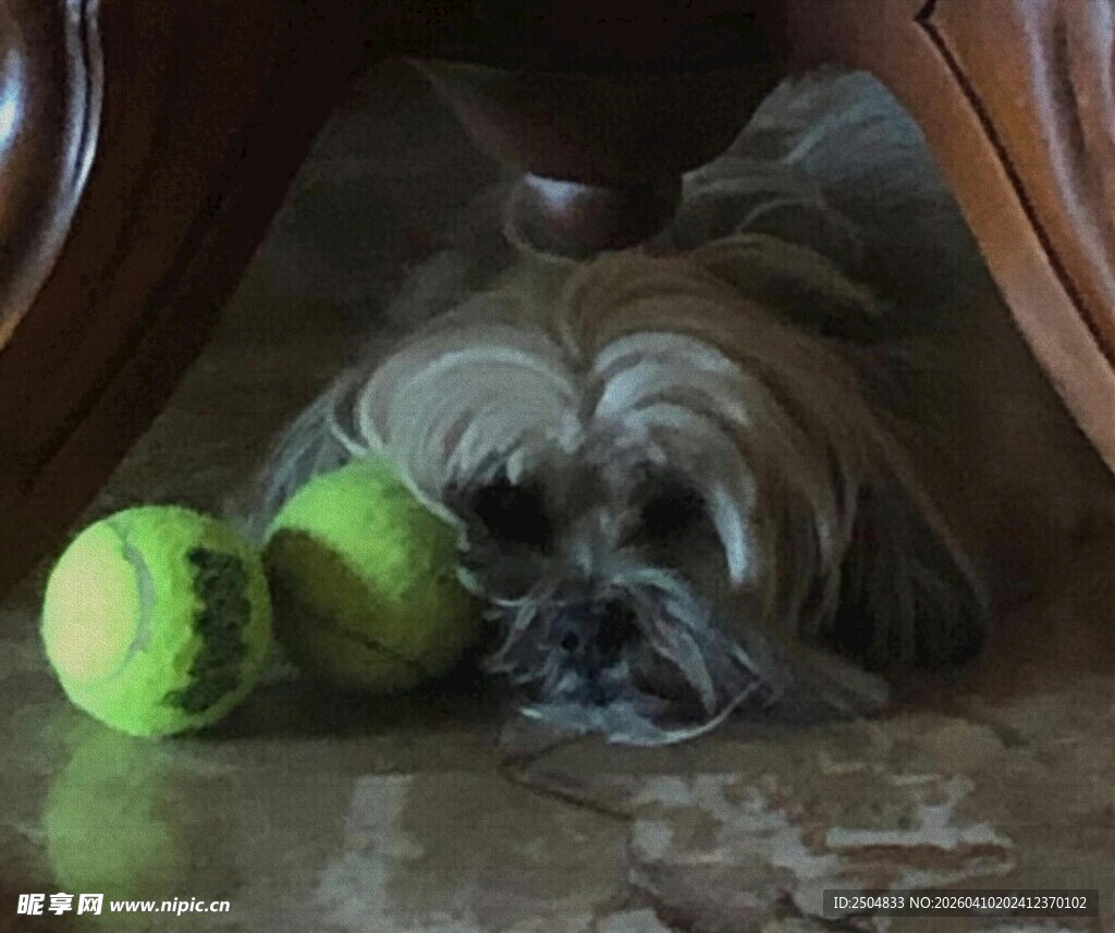 小狗卧于桌下玩网球