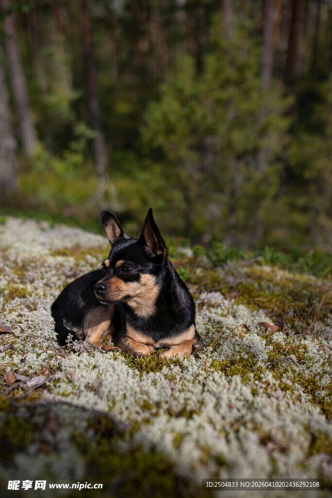 森林中休憩的可爱小狗