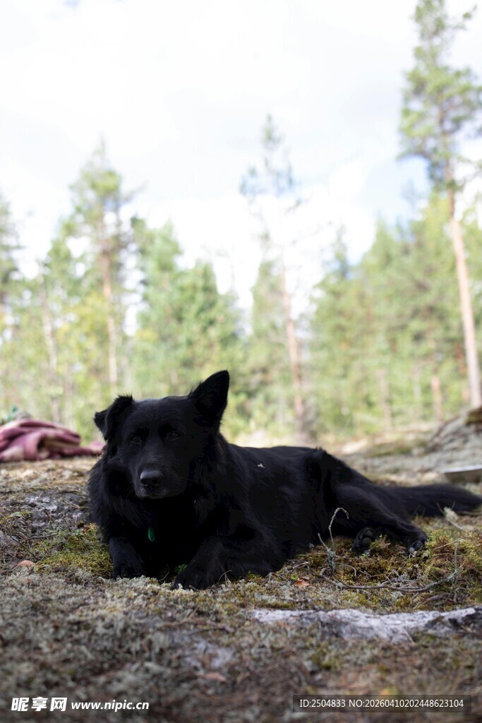 黑犬惬意躺于林间草地
