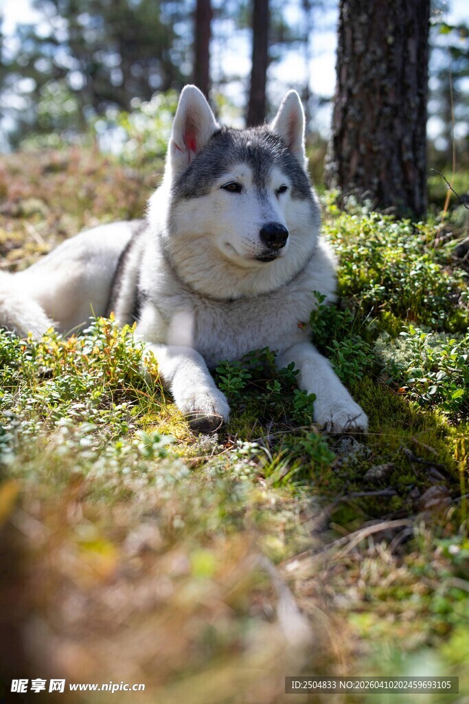 林间休憩的哈士奇