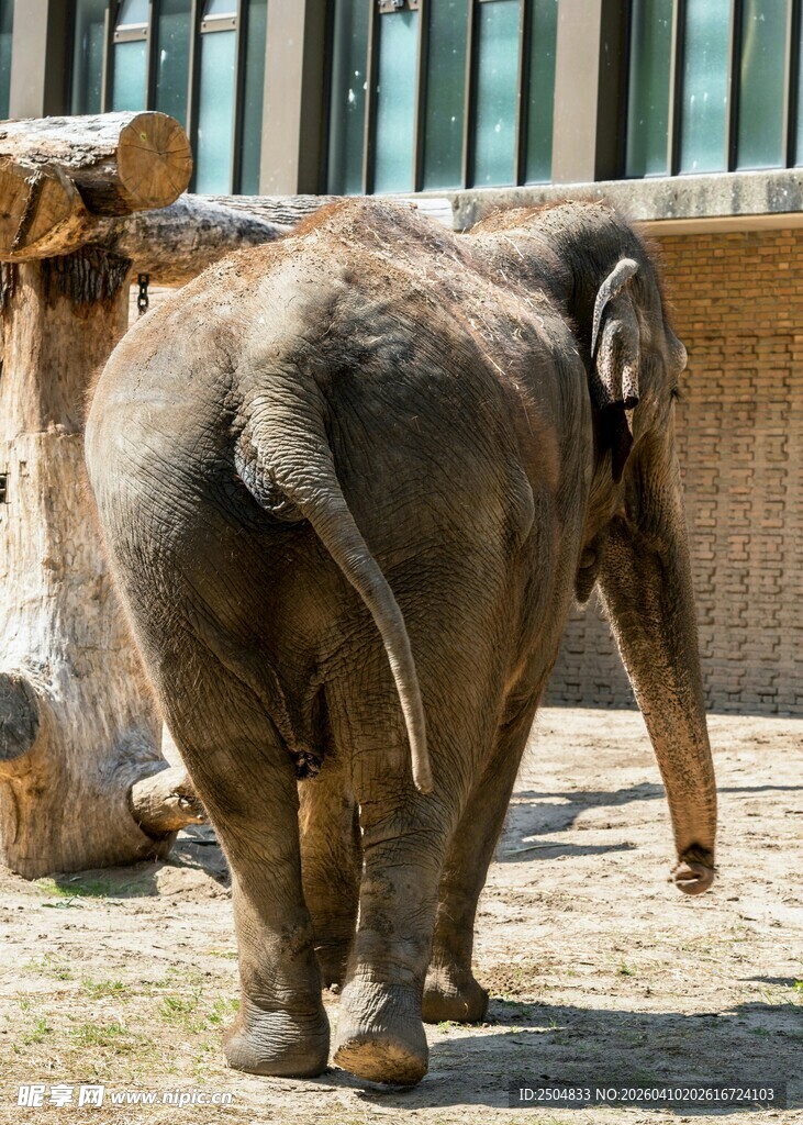 大象在户外行走