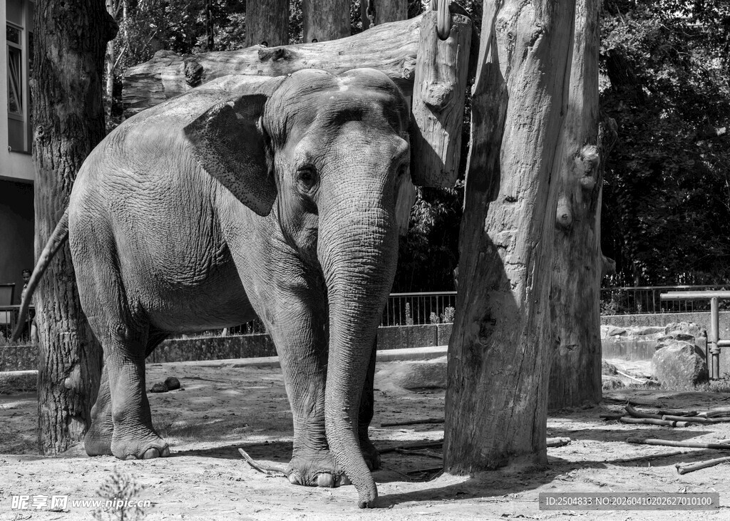 大象靠树站立