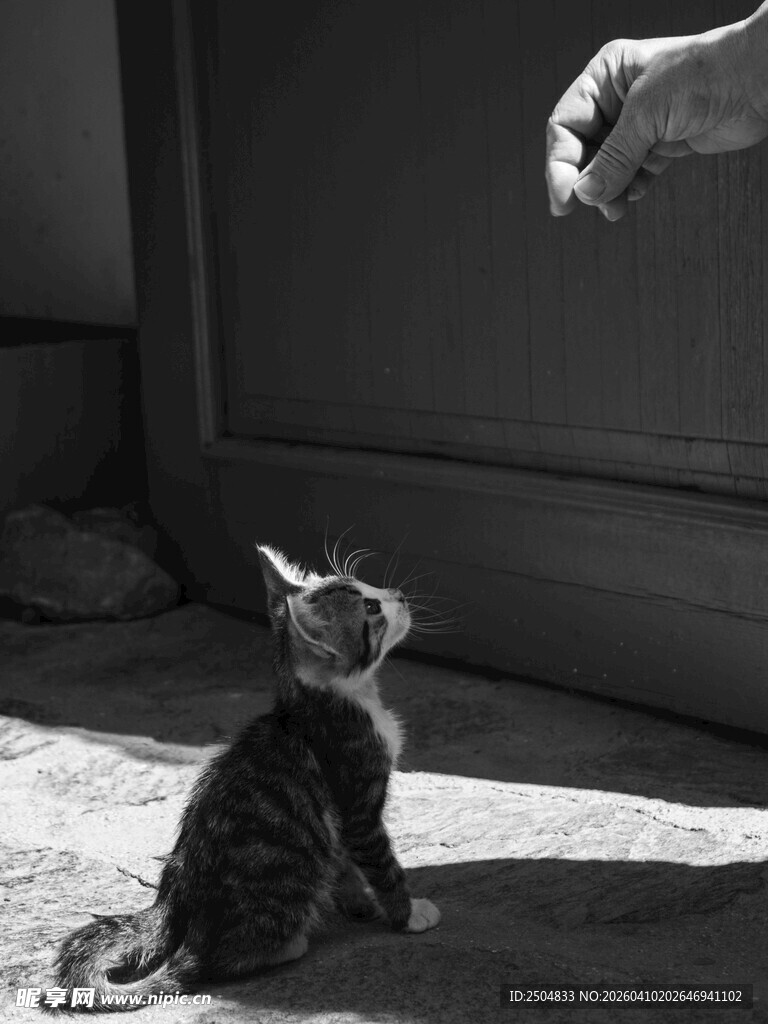 小猫仰头望手指