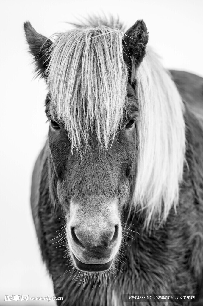 黑白萌态小马特写