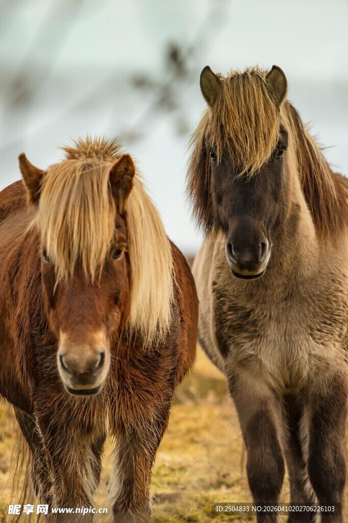 两匹毛发蓬松的骏马