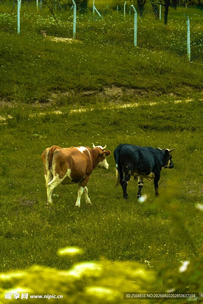 草原上的两头牛
