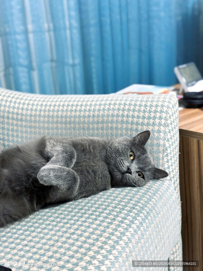 沙发上酣睡的可爱灰猫