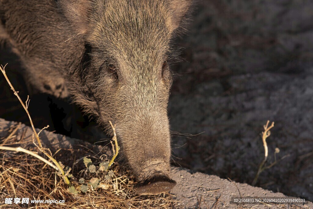 野猪低头嗅闻地面