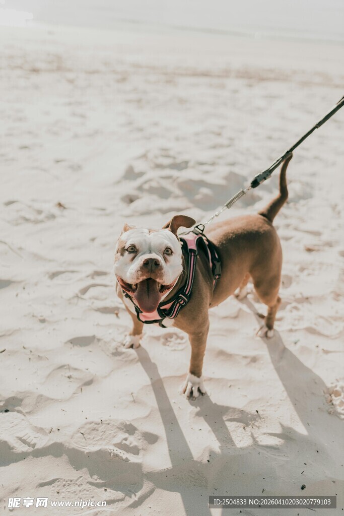 沙滩上快乐奔跑的小狗