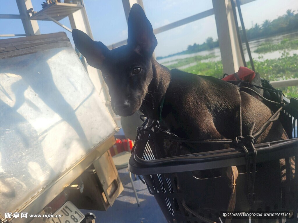 警犬乘车执行任务