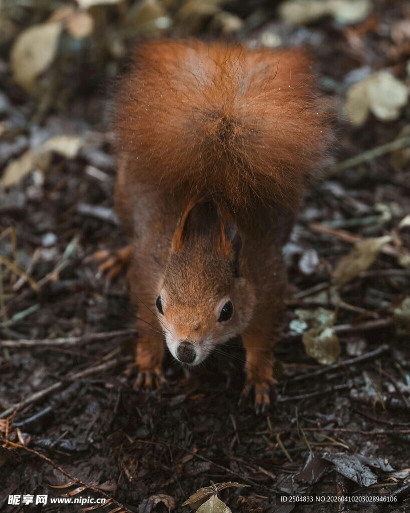 森林中可爱的红松鼠