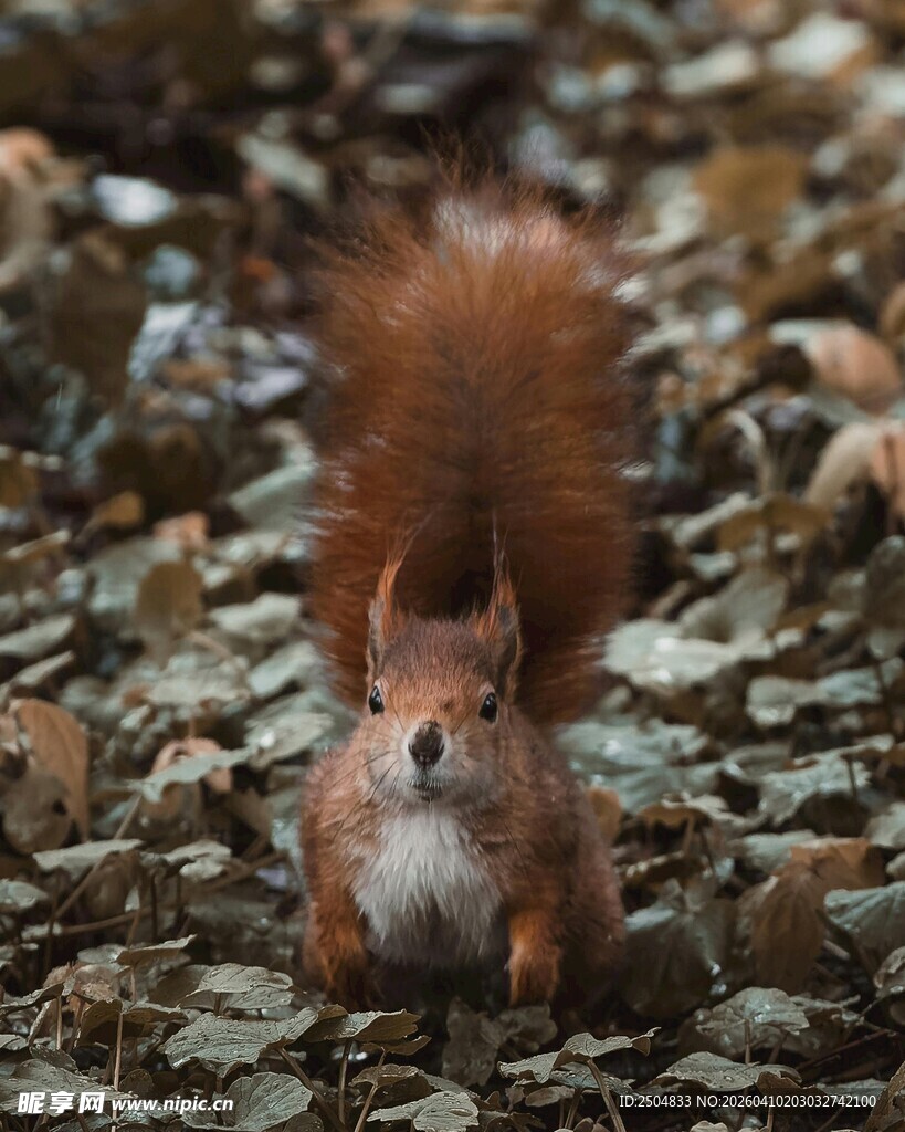 落叶中可爱的红松鼠