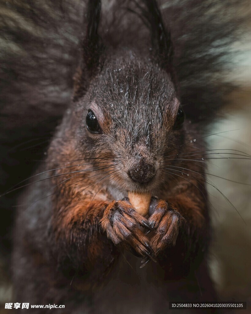 松鼠专注进食瞬间
