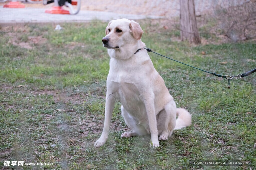 坐着的浅色 布拉多犬