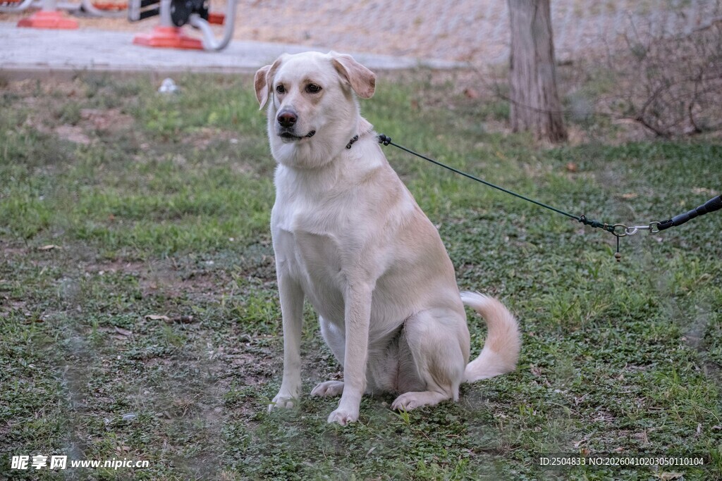 草地端坐的可爱小黄狗