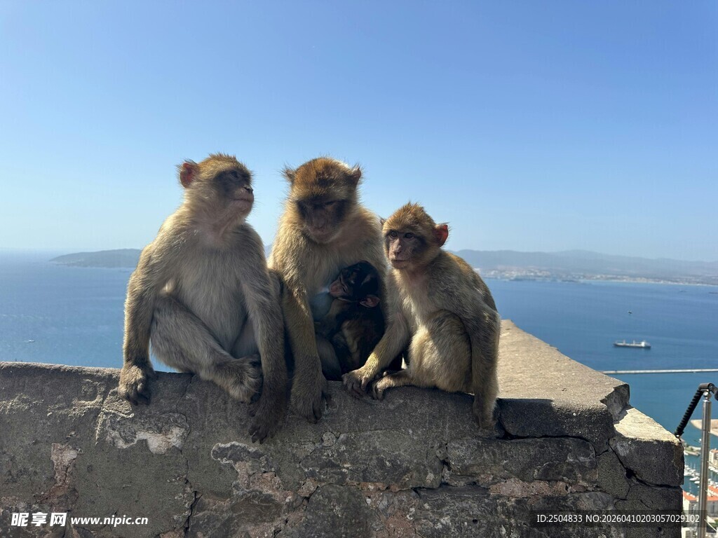 海边石上的三只猴子