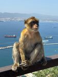 海边独坐的猴子
