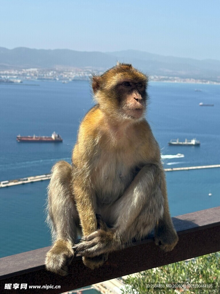 海边独坐的猴子