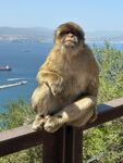 海边栏杆上的悠闲猴子