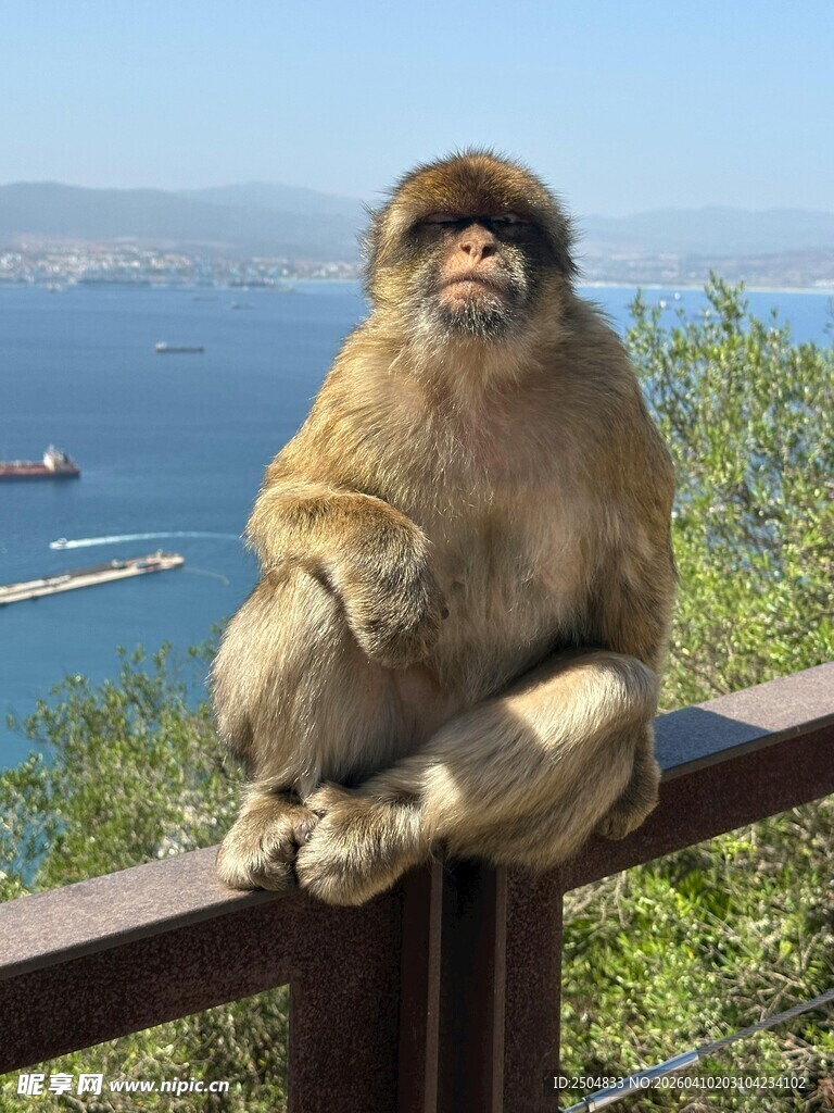 海边栏杆上的悠闲猴子