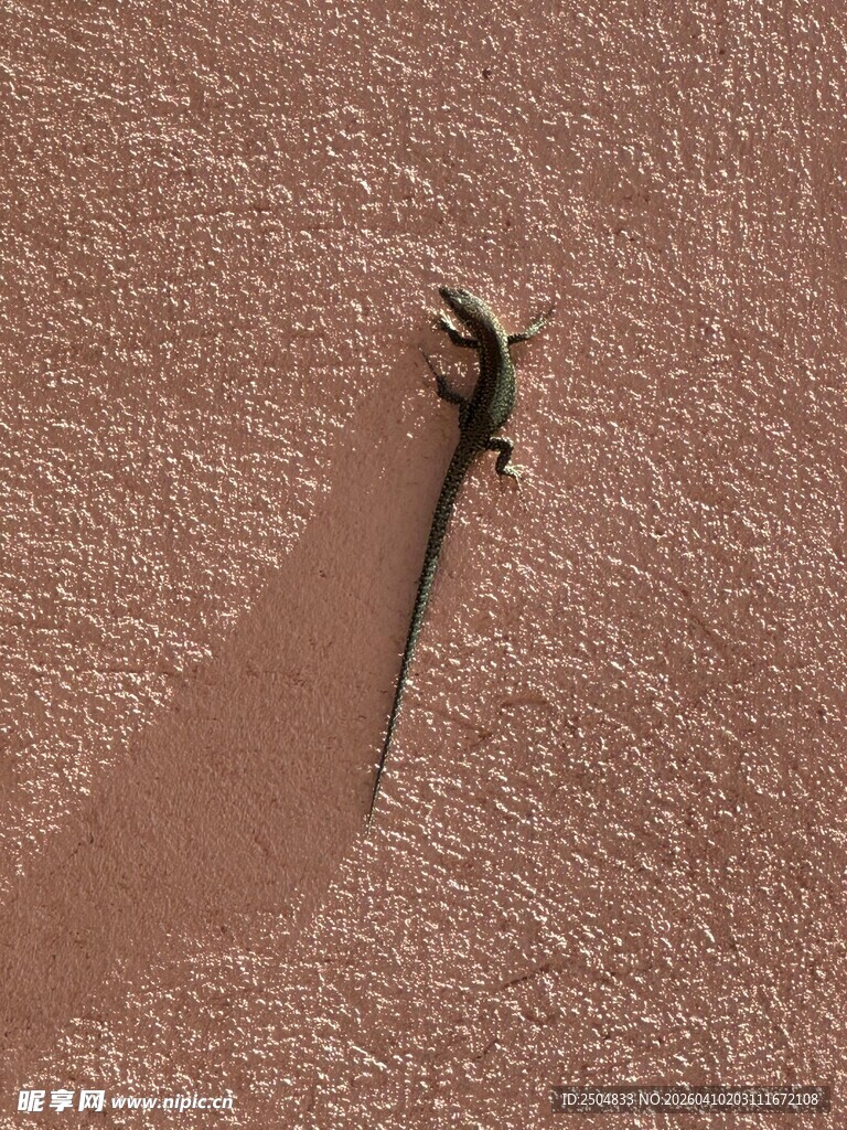 沙地上的小蜥蜴