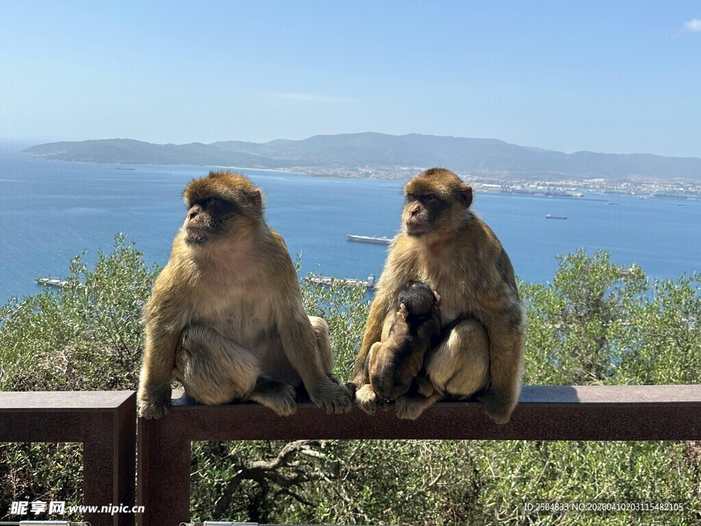 两只猴子坐栏杆赏景