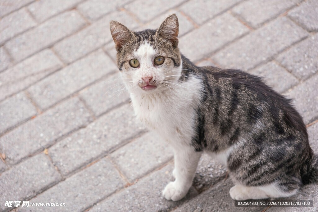 灰白猫咪坐于砖石路旁