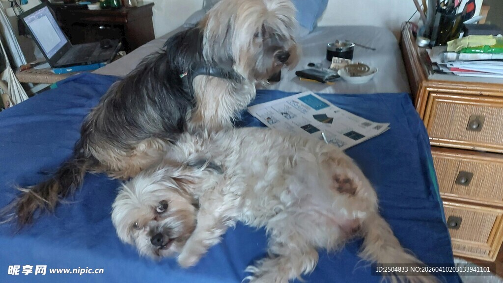 两只萌犬惬意躺于床上