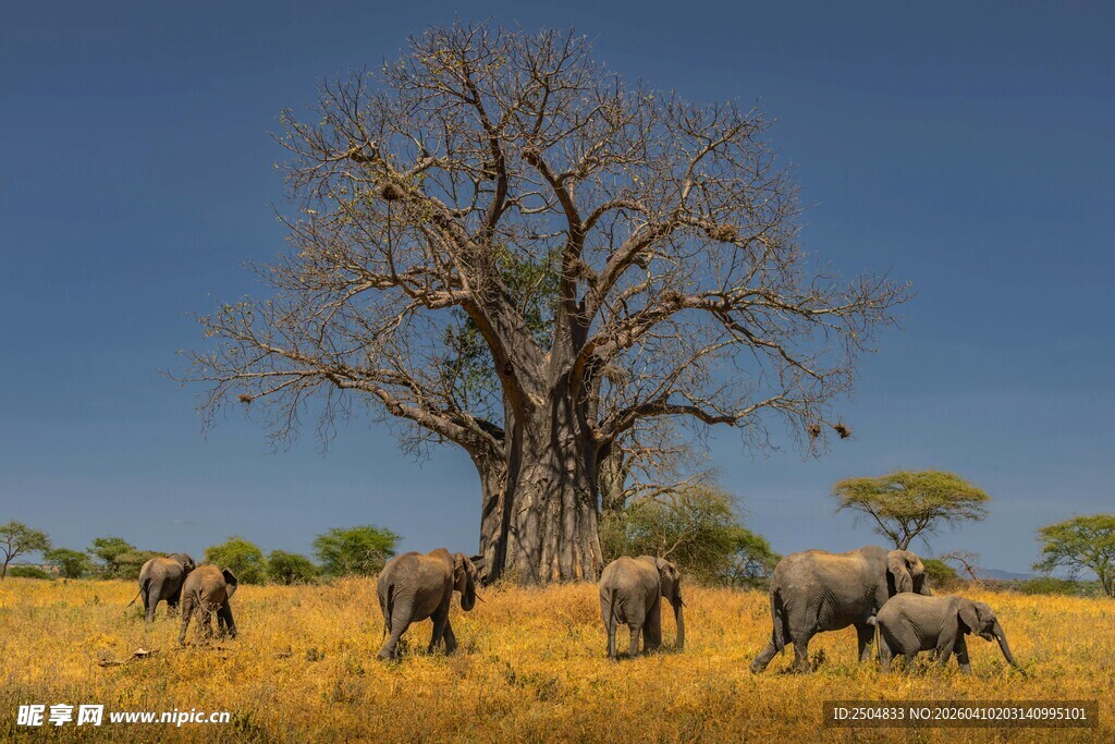 草原大象群与孤树景观
