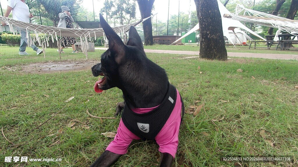 穿粉裤的小狗在草地上