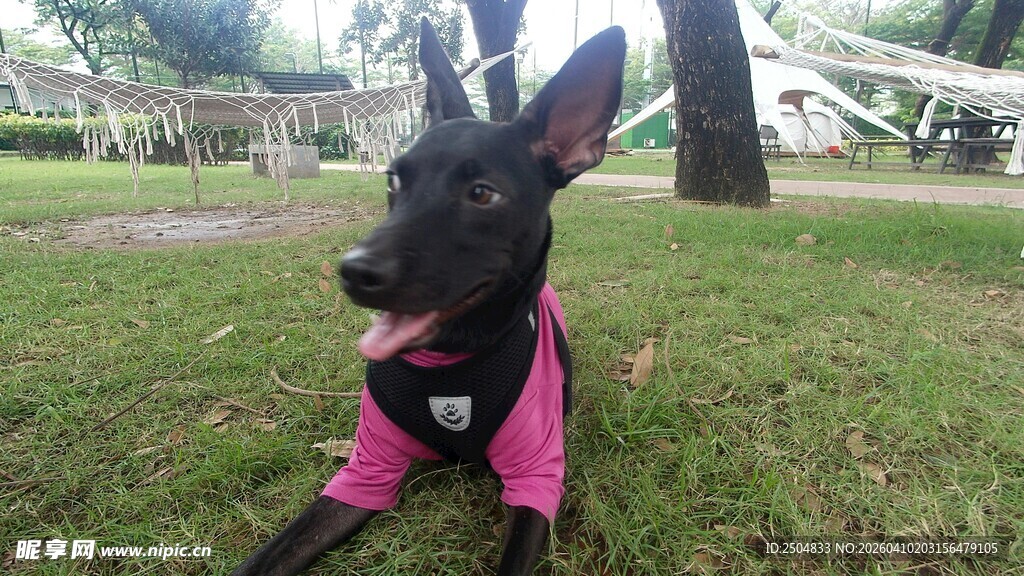 穿粉衣的可爱黑犬