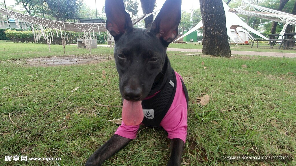 穿粉衣的黑犬趴于草地