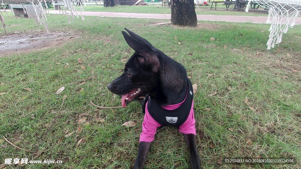 穿粉衣的黑犬在草地上