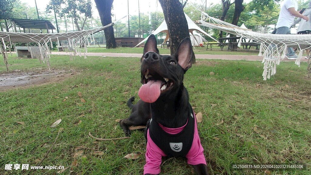 小孩草地背小狗