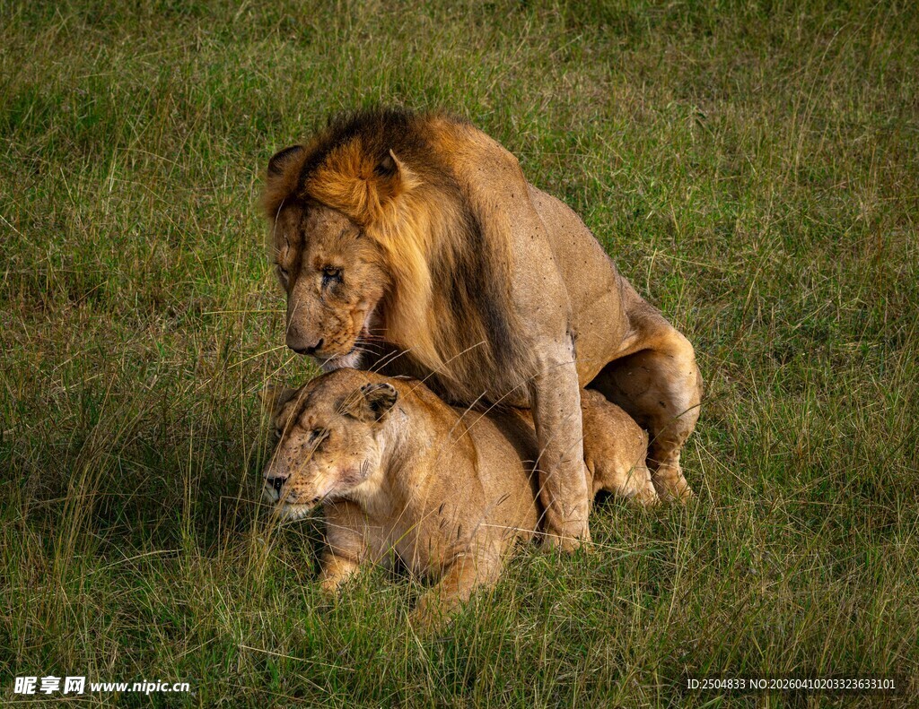 狮子在草原上交配场景