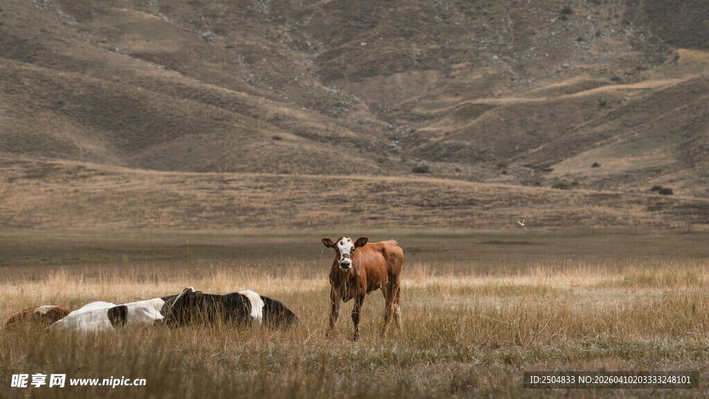 草原上的马匹休憩场景