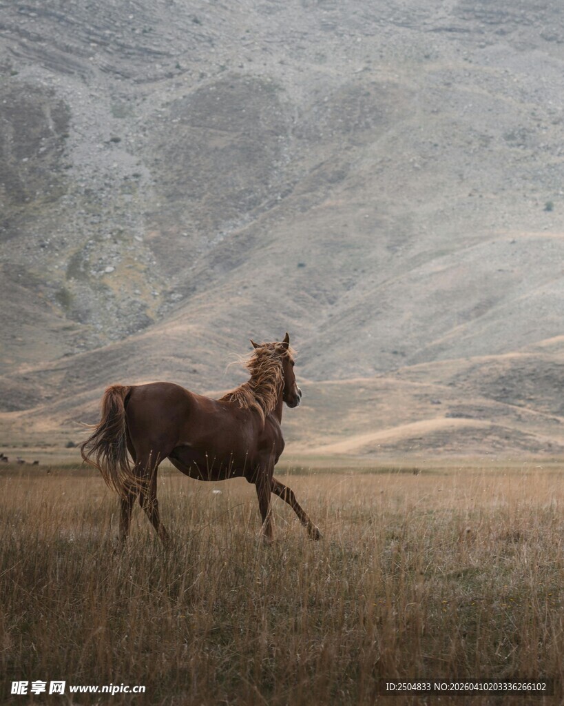 旷野中奔跑的骏马