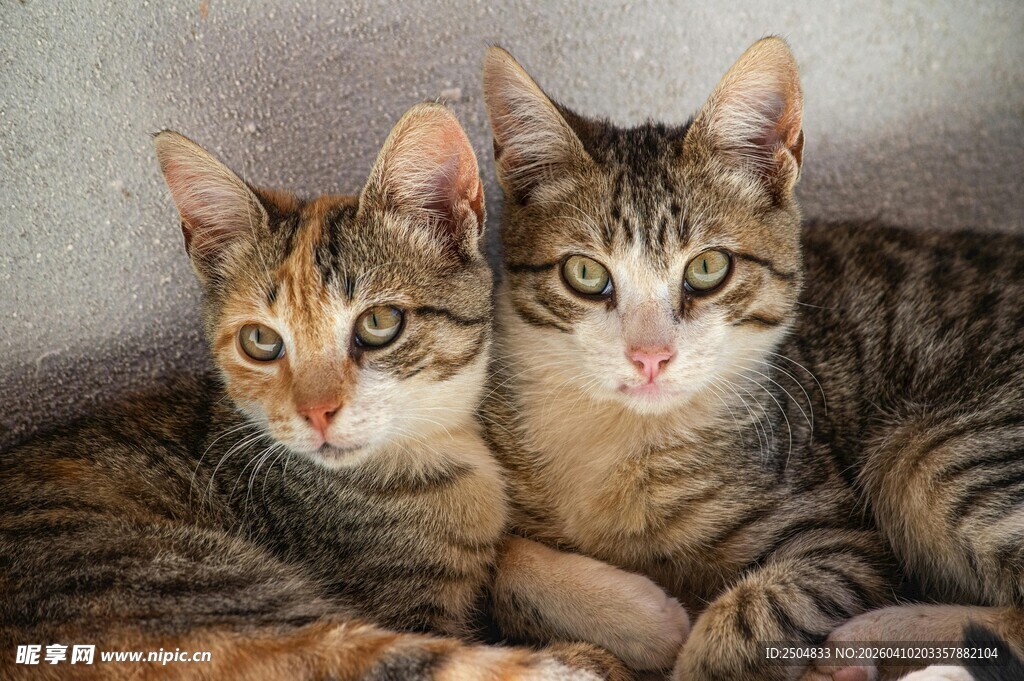 两只可爱猫咪依偎在一起