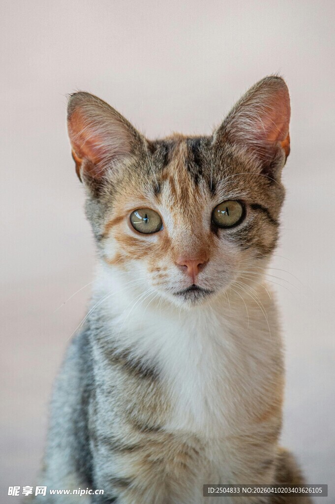 可爱三色小猫正面特写