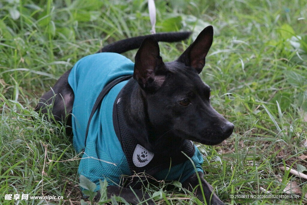穿蓝衣的黑犬趴于草地